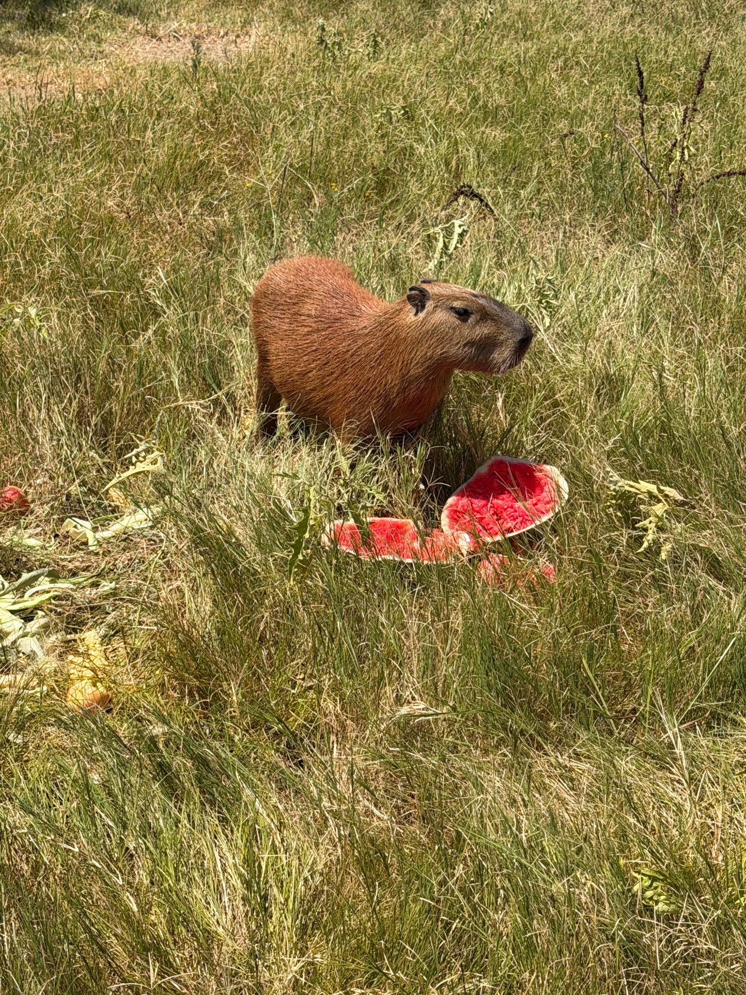 Watermelon time