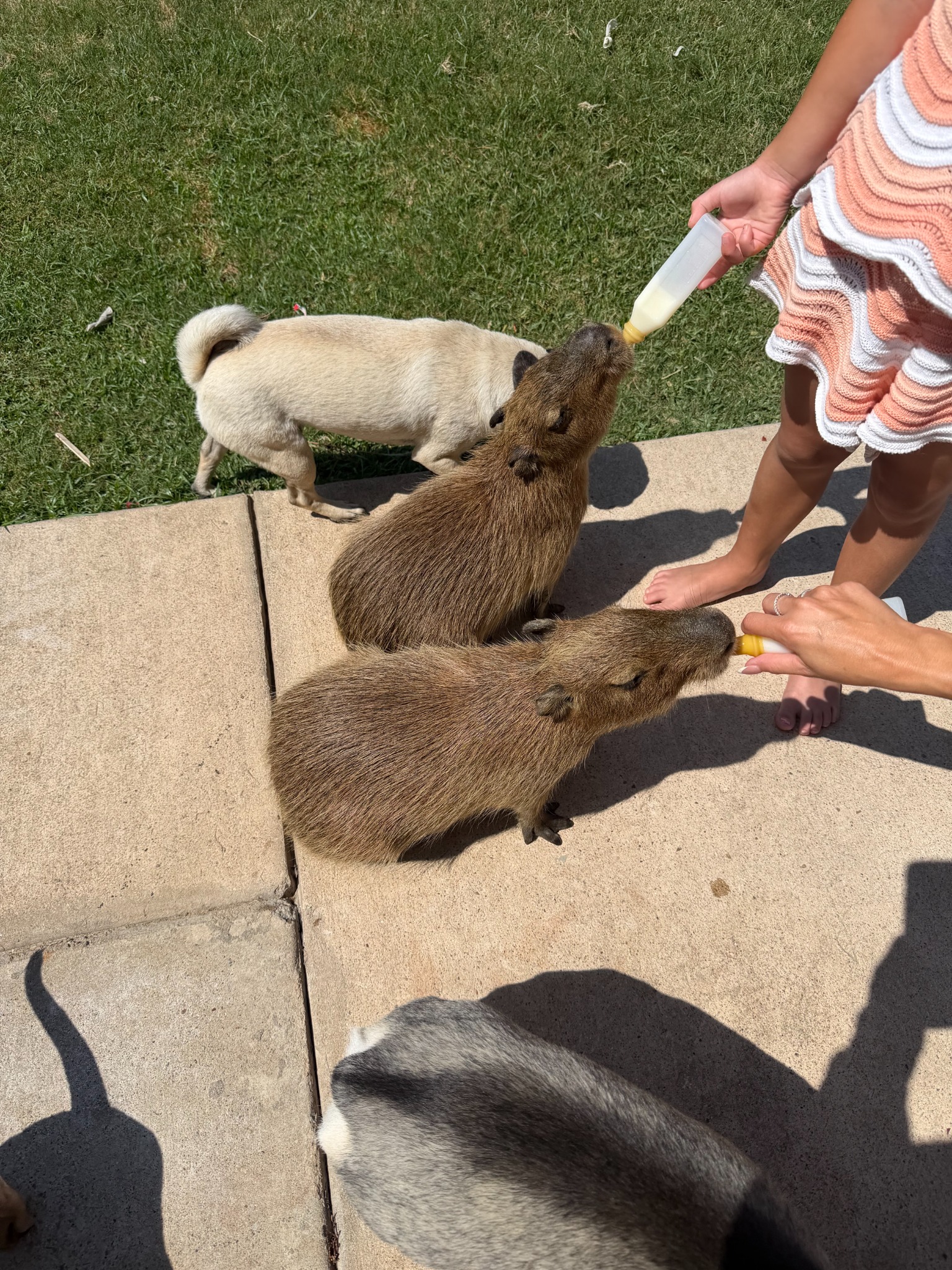 Feeding the capybaras