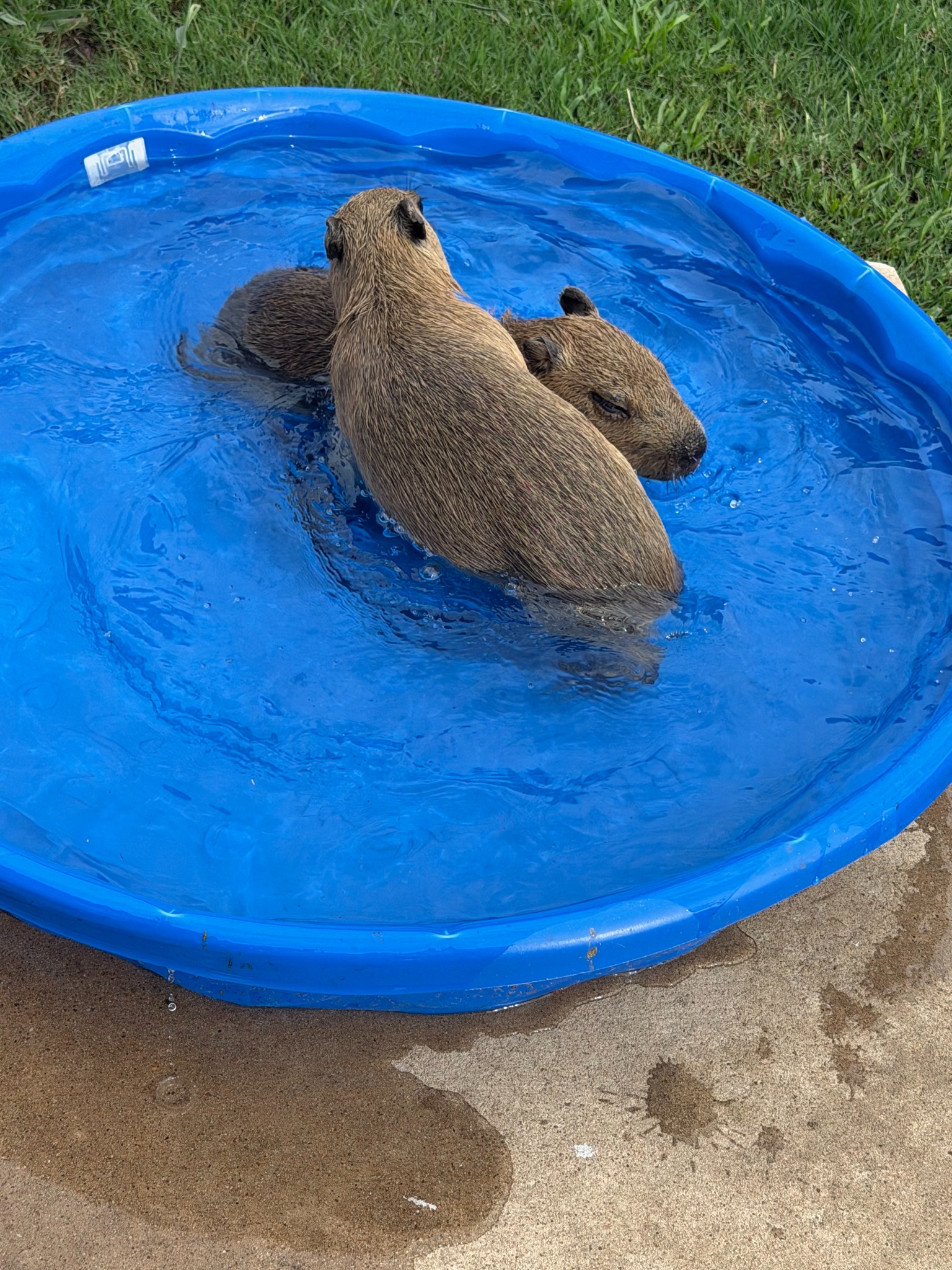 Pool time with the capys