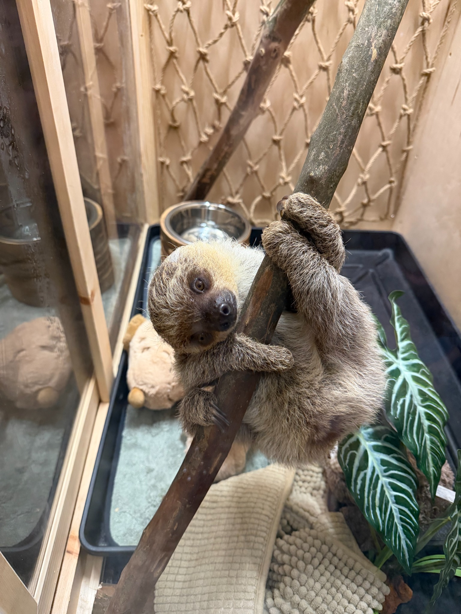 Sadie climbing
