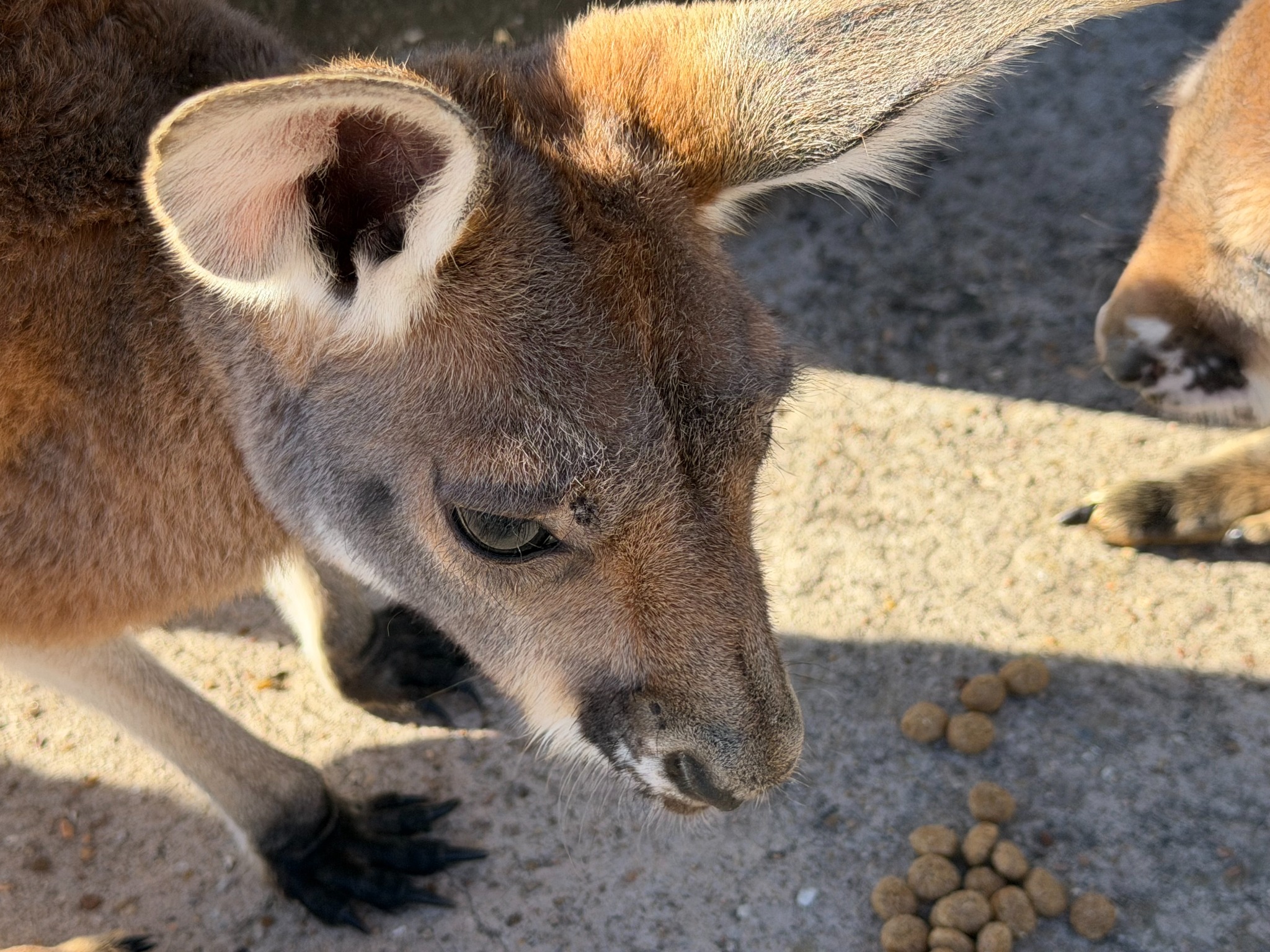 Jack at snack time
