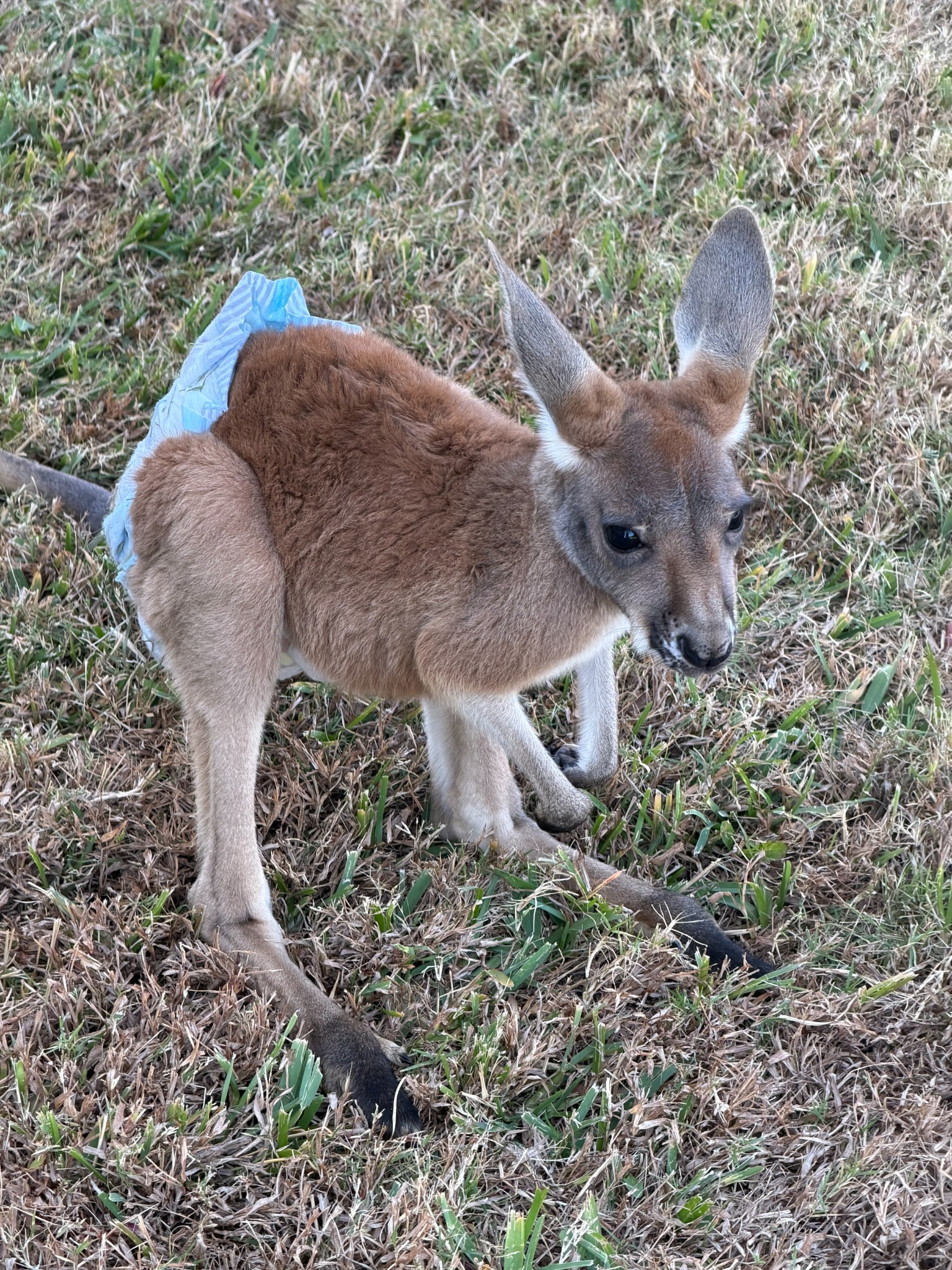 Baby Jack