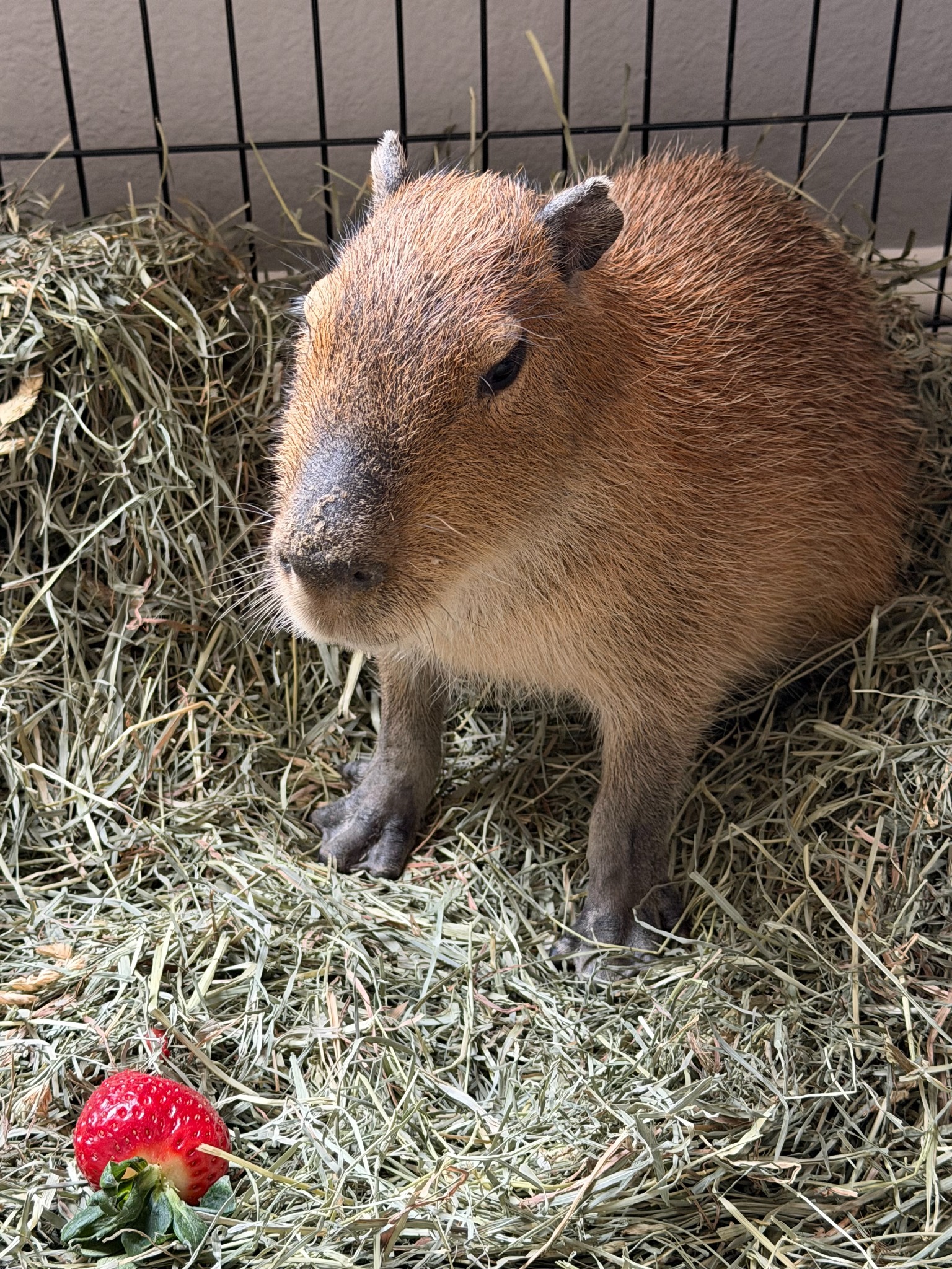 A little capybara close-up