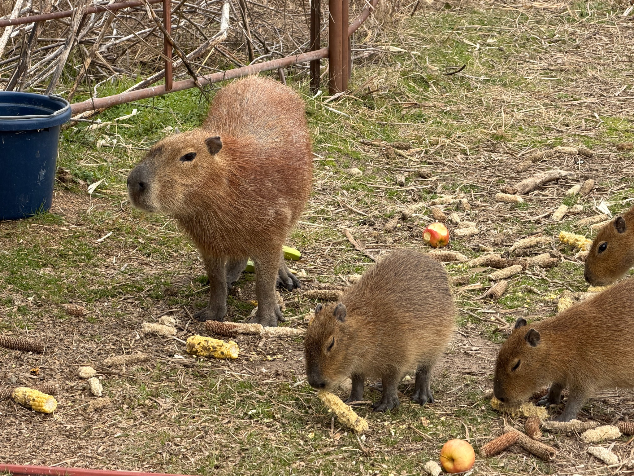 Capybaras, big and small